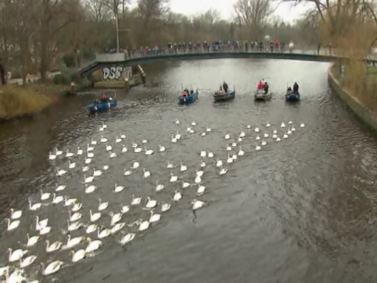 Au adus primavara! 120 de lebede s-au intors pe lacul Alster din Hamburg dupa 4 luni de iernat - VIDEO