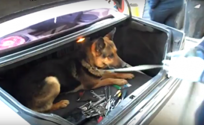 Peste 7 kg de marijuana, descoperite la vama Sculeni in rezervorul unui Mercedes - VIDEO