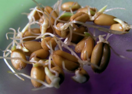 Ce se intampla in corpul tau atunci cand mananci bob de grau incoltit! Nu o sa-ti vina sa crezi
