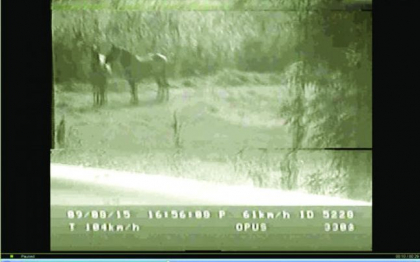 Un radar din Iasi a " prins" doi cai pascand cu 104 km/h. Politia Rutiera, umilita in instanta de o soferita - Adevarul Un radar din Iasi a " prins" doi cai pascand cu 104 km/h. Politia Rutiera, umilita in instanta de o soferita - Adevarul