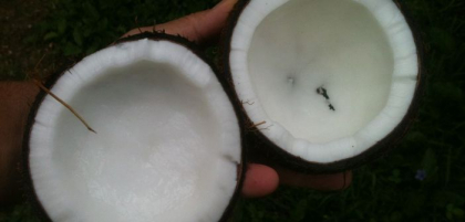 I-a dat sotului ei o lingura de ulei de cocos de doua ori pe zi, timp de o luna! Uite ce lucru uimitor i s-a intamplat apoi! I-a dat sotului ei o lingura de ulei de cocos de doua ori pe zi, timp de o luna! Uite ce lucru uimitor i s-a intamplat apoi!