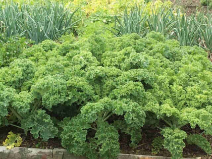 MIRACOLE din natura. Trateaza bolile de INIMA si forme de CANCER