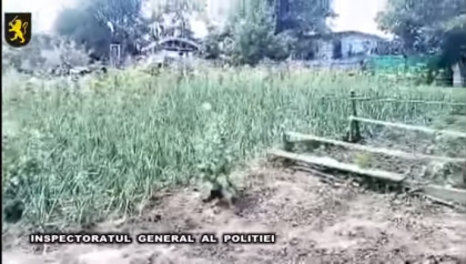 Operatiunea "MAC-2016". Sute de fire de mac si canepa, GASITE de politisti in mai multe gospodarii. Ce amenzi risca - VIDEO Operatiunea "MAC-2016". Sute de fire de mac si canepa, GASITE de politisti in mai multe gospodarii. Ce amenzi risca - VIDEO