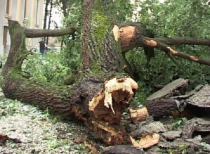 Consecinta furtunii din Chisinau: Alte doua persoane au avut de suferit din cauza copacilor care au cazut peste ei