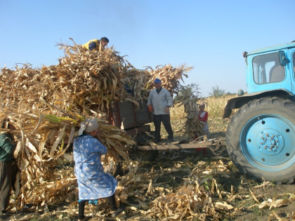 Codul galben de ploi " a aprins" becul rosu al agricultorilor - Report.md
