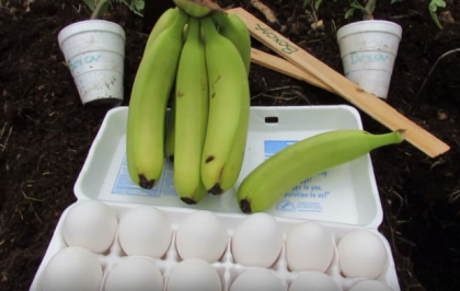 Un fermier a pus o banana si un ou in pamant si a asteptat! In scurt timp, ceva incredibil a iesit la iveala