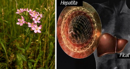 Hepatita A, B sau C se poate vindeca prin inghitirea a patru lingurite cu pulbere din aceasta planta