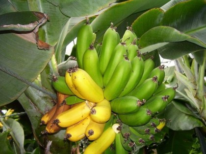 A pus intr-un vas corji de banana verzi si fasole! Senzational! Cu siguranta o sa incerci si tu aceasta reteta