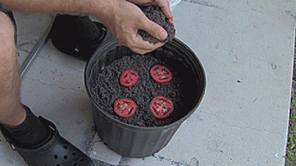 A luat patru felii de rosii proaspete si le-a pus intr-un ghiveci cu pamant, apoi le-a acoperit, lasand niste spatii goale intre ele! Iata ce s-a intamplat zece zile mai tarziu A luat patru felii de rosii proaspete si le-a pus intr-un ghiveci cu pamant, apoi le-a acoperit, lasand niste spatii goale intre ele! Iata ce s-a intamplat zece zile mai tarziu
