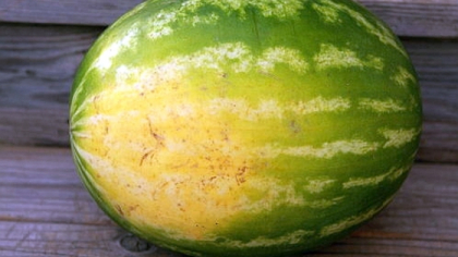 A vrut sa se racoreasca asa ca a mancat de una singura un pepene intreg, de 9 kilograme. E incredibil ce a patit aceasta femeie dupa