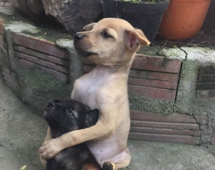 E una dintre cele mai distribuite imagini din ultimele zile! Doi catei abandonati sunt de nedespartit dupa ce au fost salvati - FOTO