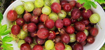 Cel mai puternic fruct din lume! Este plin de antioxidanti si are de 20 de ori mai multa vitamina C decat sucul de portocale