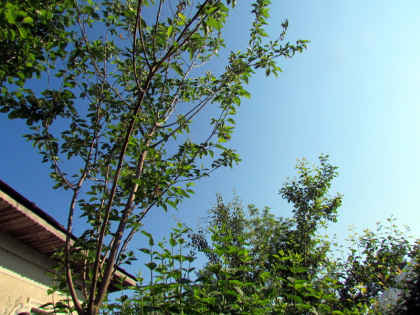 Tragedie intr-o familie din Razeni. O mama si-a lasat baiatul de 11 ani singur acasa, iar cand s-a intors l-a gasit strangulat Tragedie intr-o familie din Razeni. O mama si-a lasat baiatul de 11 ani singur acasa, iar cand s-a intors l-a gasit strangulat