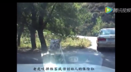 Cine l-ar putea opri?! Momentul in care un tigru siberian "fura" bara unui Volkswagen - VIDEO Cine l-ar putea opri?! Momentul in care un tigru siberian "fura" bara unui Volkswagen - VIDEO