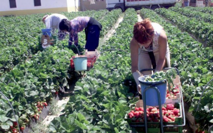 Granturi pentru companii moldovenesti ca sa exporte capsuni si cereale bio pe piata UEÂ Granturi pentru companii moldovenesti ca sa exporte capsuni si cereale bio pe piata UEÂ