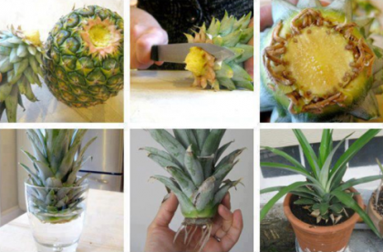 A taiat frunzele de la ananas si le-a infipt in pamant! Peste 3 ani au gasit o minune in vazon! A taiat frunzele de la ananas si le-a infipt in pamant! Peste 3 ani au gasit o minune in vazon!