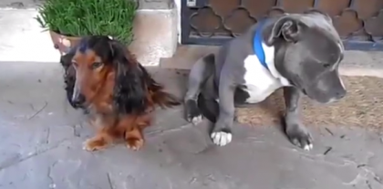 Reactia unui caine din rasa Pitbull cand este certat de stapanul sau. Vinovatia se citeste in ochi - VIDEO