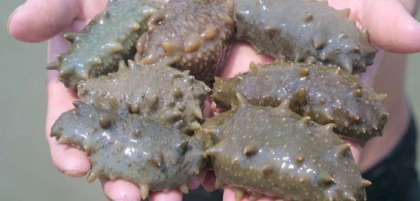 Aceasta creatura distruge 95% din celulele canceroase, micsoreaza tumorile si te scapa de zeci de boli!