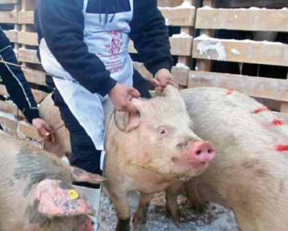 Un laborator din Spania a confirmat prezenta pestei porcine in Republica Moldova Un laborator din Spania a confirmat prezenta pestei porcine in Republica Moldova