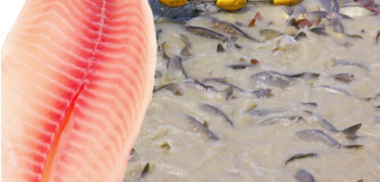 Nu trebuie sa mai mananci niciodata acest tip de peste. Cat de toxic poate fi Nu trebuie sa mai mananci niciodata acest tip de peste. Cat de toxic poate fi