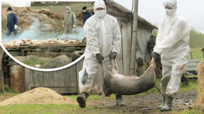 Dupa Rusia, si Romania a interzis importurile de carne de porc din Moldova 