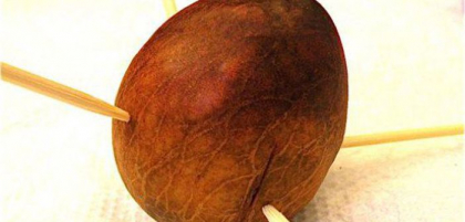 A scos samburele dintr-un avocado, apoi a infipt 4 scobitori in el si l-a pus deasupra unui pahar cu apa. Incredibil ce s-a intamplat dupa doar 8 saptamani A scos samburele dintr-un avocado, apoi a infipt 4 scobitori in el si l-a pus deasupra unui pahar cu apa. Incredibil ce s-a intamplat dupa doar 8 saptamani