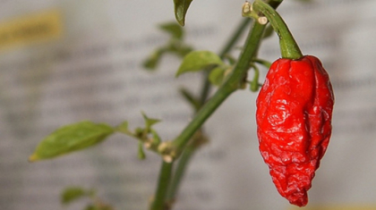 A mancat cel mai iute ardei din lume. Medicii au fost socati! Ce au descoperit in esofagul barbatului A mancat cel mai iute ardei din lume. Medicii au fost socati! Ce au descoperit in esofagul barbatului