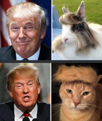 Parodiile si zecile de gif-uri aparute pe internet dupa ce Donald Trump a castigat alegerile prezidentiale din SUA au starnit o adevarata isterie pe retelele de socializare: "Putin ii strica freza lui Trump"