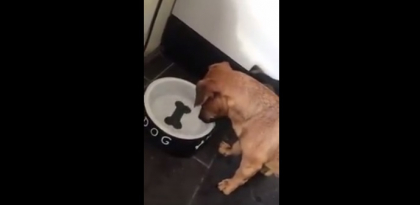 Reactia unui caine pacalit de... castron. Imaginile amuzante au devenit virale - VIDEO 