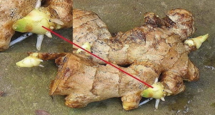 Patru categorii de persoane care nu au voie sa consume ghimbir. Iata care sunt acestea Patru categorii de persoane care nu au voie sa consume ghimbir. Iata care sunt acestea