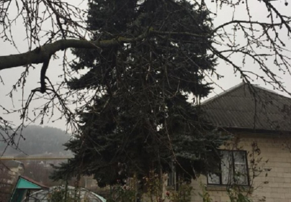 Acesta este BRADUL care va fi impodobit in PMAN: A fost plantat acum 37 de ani, are 17 metri si costa 15 mii de lei - GALERIE FOTO