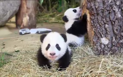 Doi pui de panda au devenit atractia gradinii zoologice din Viena. Fu Feng si Fu Beng sunt staruri pe retelele de socializare