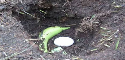 A ingropat un ou si o banana in pamant! Motivul te va soca A ingropat un ou si o banana in pamant! Motivul te va soca