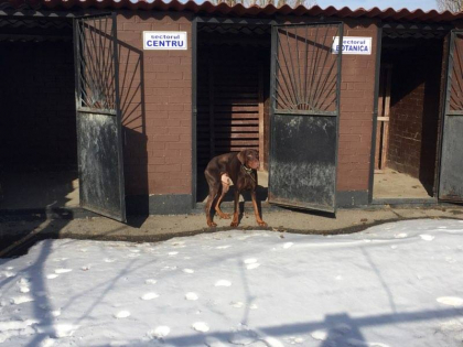 Asa arata cainele care si-a muscat stapana in timp ce l-a scos la plimbare in fata blocului. Ce se va intampla cu animalul - GALERIE FOTO