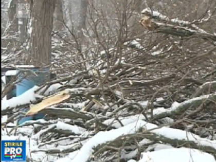 URMARESTE LIVE. I-au defrisat, iar acum planteaza altii in loc. Cei de la Spatii Verzi s-au apucat de sadit copaci pe aleea din parcul Valea Trandafirilor