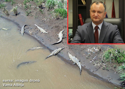 Presedintele RM, subiect de gluma pe site-urile romanesti de pamflet: "Dodon, mai ceva ca Trump! Vrea sa populeze Prutul cu crocodili ca sa nu mai vina romanii la el in tara"