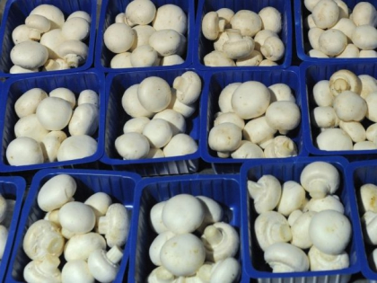 Adevarul nespus despre ciupercile champignon din supermarketuri. Le consumi fara sa stii asta!