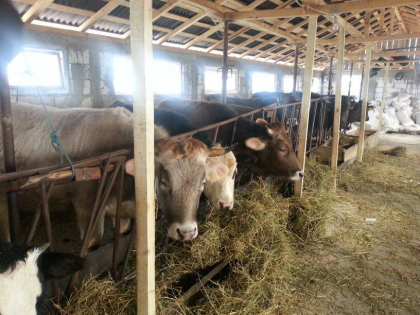 O batrana de 77 de ani din Romania a fost strivita de o vaca bolnava. Care a fost de fapt cauza decesului O batrana de 77 de ani din Romania a fost strivita de o vaca bolnava. Care a fost de fapt cauza decesului