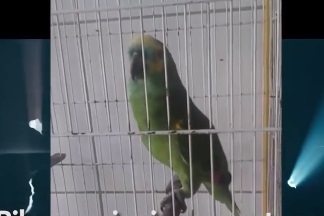 Trebuie sa-l asculti! Acest papagal a devenit viral pe internet, dupa ce a cantat impecabil piesa "The Monster". Cum arata acum clipul original si cine canta mai bine - VIDEO Trebuie sa-l asculti! Acest papagal a devenit viral pe internet, dupa ce a cantat impecabil piesa "The Monster". Cum arata acum clipul original si cine canta mai bine - VIDEO