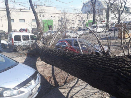 Un copac s-a prabusit pe o strada din capitala: In zona s-au format ambuteiaje si o masina a fost avariata - FOTO