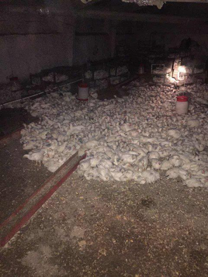 Incendiu cumplit la o ferma din Basarabeasca. 15 mii de pui au pierit in flacari - FOTO 