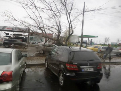 Din cauza vantului puternic un copac sta sa cada pe o strada din capitala: "Atarna de firele electrice" - FOTO