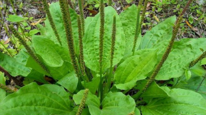 Nu o calca in picioare! Este cel mai bun medicament natural de pe planeta Nu o calca in picioare! Este cel mai bun medicament natural de pe planeta