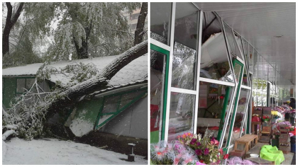 O ghereta de flori din centrul capitalei, DISTRUSA de un copac urias: Crengile au spart geamurile si au "intrat" in interior - GALERIE FOTO