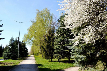 Cei din nordul tarii se bucura de primavara. Peisajul este complet diferit de cel din capitala: copacii sunt albi de floare, iar iarba este verde - FOTO Cei din nordul tarii se bucura de primavara. Peisajul este complet diferit de cel din capitala: copacii sunt albi de floare, iar iarba este verde - FOTO