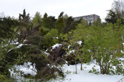 Gradina Botanica, inchisa dupa intemperii. 80% din arbori si arbusti au fost distrusi - GALERIE FOTO