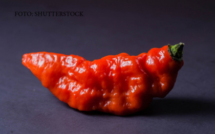 "Bhut jolokia", ardeiul fantoma! Vezi ce a patit barbatul care a mancat cel mai iute ardei din lume "Bhut jolokia", ardeiul fantoma! Vezi ce a patit barbatul care a mancat cel mai iute ardei din lume