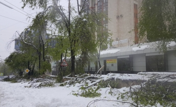 Pagubele estimate de autoritatile municipale: "Ajungem la 50 - 70 de milioane de lei". Peste 10 mii de arbori doborati, mii de fire electrice rupte si peste 200 de masini avariate Pagubele estimate de autoritatile municipale: "Ajungem la 50 - 70 de milioane de lei". Peste 10 mii de arbori doborati, mii de fire electrice rupte si peste 200 de masini avariate