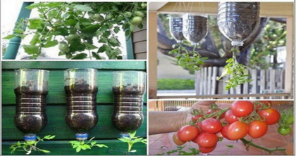 Iata cum iti poti planta propriile tomate, in sticle de 2 litri, de plastic