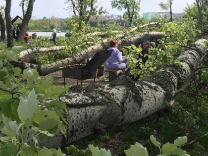 Imaginea zilei - de Ziua Muncii. De ce sa caute lemne pentru foc, daca le gasesc pe loc? Printre copacii imensi doborati in urma ninsorii, moldovenii incing gratarele de 1 mai - FOTO Imaginea zilei - de Ziua Muncii. De ce sa caute lemne pentru foc, daca le gasesc pe loc? Printre copacii imensi doborati in urma ninsorii, moldovenii incing gratarele de 1 mai - FOTO